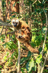 A Common Brown Lemur with a baby at Andasibe-Mantadia National Park in Madagascar