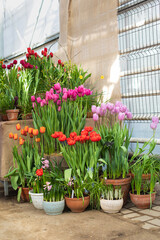 Potted Garden Spring Easter Tulips in the sunshine background