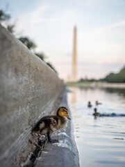Reflecting Pool National Mall Ducks and Ducklings