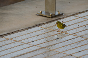 European greenfinch Chloris chloris with a sunflower seed. Male. Playa de Arinaga. Aguimes. Gran Canaria. Canary Islands. Spain.