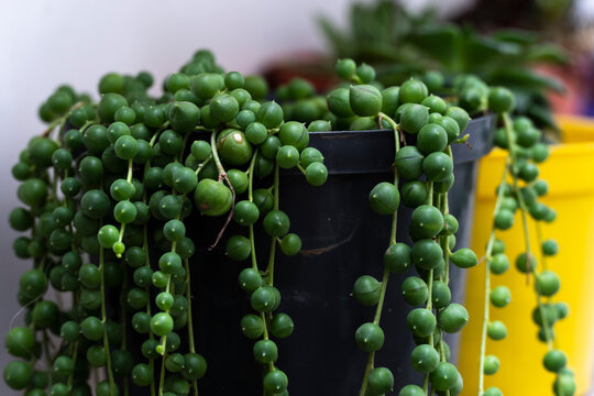 Su nombre cient&iacute;fico es Senecio rowleyanus y nos llega del Sur de &Aacute;frica. Aunque en su h&aacute;bitat natural es una planta rastrera, el uso que normalmente le damos es como planta colgante. 