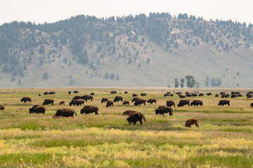 Fototapeta na wymiar Herd of Bisons grazing