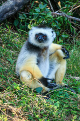 A Diademed Sifaka sitting on the ground with arms outspread at Andasibe-Mantadia National Park in Madagascar