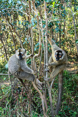 Two Common Brown Lemurs at Andasibe-Mantadia National Park in Madagascar