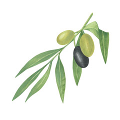 Obraz na płótnie Canvas an olive branch with green and black fruits