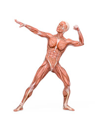 average man muscle maps is doing a winner pose
