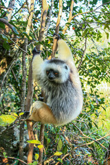 A Diademed Sifaka clings to a tree at Andasibe-Mantadia National Park in Madagascar