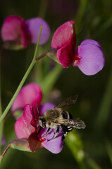 Canary Islands blue-banded bee Amegilla canifrons feeding on a flower of Tangier pea Lathyrus tingitanus. Gran Canaria. Canary Islands. Spain.