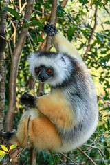A Diademed Sifaka clings to a tree at Andasibe-Mantadia National Park in Madagascar