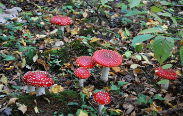 Red fly agarics grow in the forest.