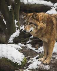wolf in the snow