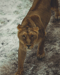 Fototapeta na wymiar Lioness in the zoo