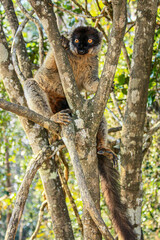 A white fronted brown lemur watching intently at Andasibe-Mantadia National Park in Madagascar
