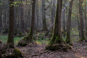 Alder tree deciduous stand in morning