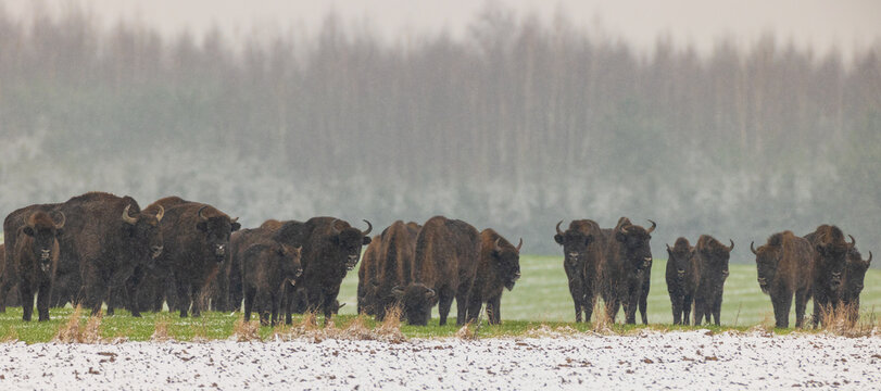 European Bison herd resting in snowfall