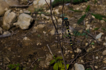 Dragonfly on a branch