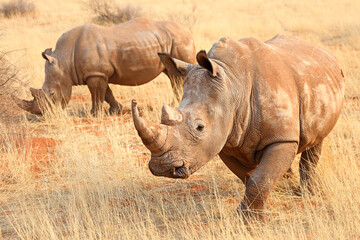 Rhinos in the Kalahari Desert, Namibia