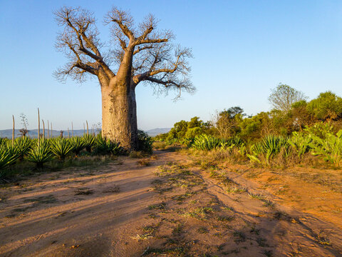 Baobab trees in a sisal plantation near the Mandrare River in Southerm Madagascar