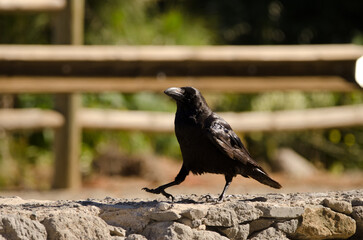 Obraz premium Canary Islands raven Corvus corax canariensis walking on a wall. The Nublo Rural Park. Tejeda. Gran Canaria. Canary Islands. Spain.