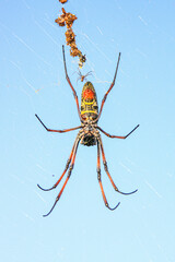 A tiny male madagascar golden orb weaver spider approaches a much large potential mate on her web - near the Mandrare River in Southerm Madagascar
