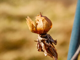dry seed shell with orange color blur background