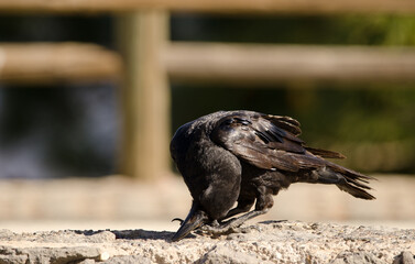 Canary Islands raven Corvus corax canariensis searching for food. The Nublo Rural Park. Tejeda. Gran Canaria. Canary Islands. Spain.
