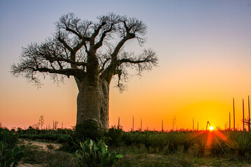 Fototapeta na wymiar An ancient Baobab tree highlights a beautiful sunset near the Mandrare River in Southerm Madagascar