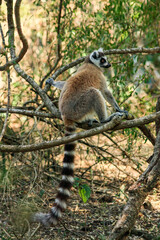 A Ring-tailed Lemur sitting on a branch near the Mandrare River in Southerm Madagascar