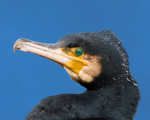 Great cormorant (Phalacrocorax carbo)