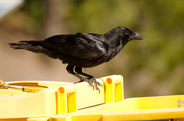 Canary Islands raven Corvus corax canariensis on a garbage container. The Nublo Rural Park. Tejeda. Gran Canaria. Canary Islands. Spain.