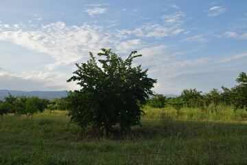 árbol en claro oscuro con cielo azul y betas de nubes blancas, prados altos