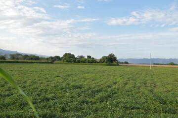 paisaje de pastos verdes con arboles al fondo y cielo hermoso azul y nubes blancas 