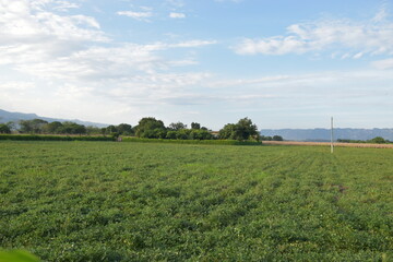 paisaje de pastos verdes con arboles al fondo y cielo hermoso azul y nubes blancas 
