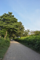 carretera destapada con arboles gigantes paisaje natural