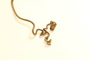 last year's vine tendril stiffened with an unusual shape on a white background