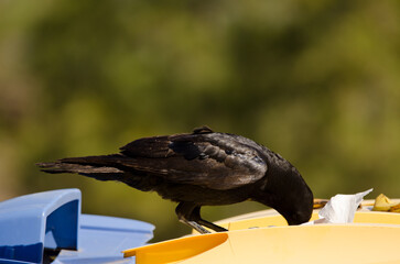 Canary Islands raven Corvus corax canariensis looking for food in a garbage container. The Nublo Rural Park. Gran Canaria. Canary Islands. Spain.