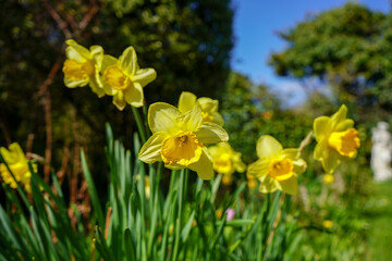 Obraz premium Close up of group of daffodil flowers in the spring 