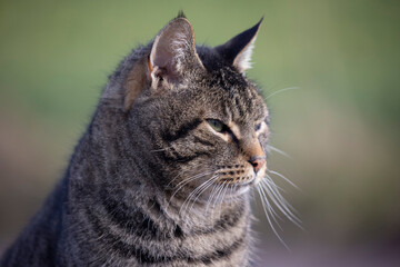 Naklejka na ściany i meble close up of a cat side face thin depth of field outdoor 