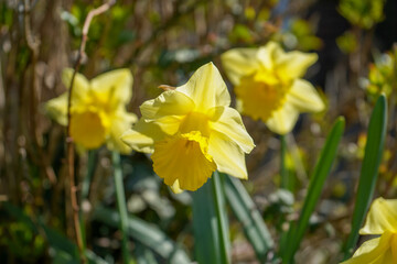 Close up of group of daffodil flowers in the spring 