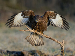 Common buzzard (Buteo buteo)