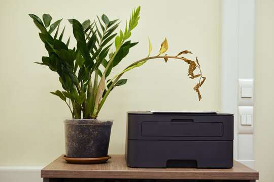 A Dried Plant In A Flower Pot On An Office Desk During Isolation And Lockdown Due To The Covid Pandemic