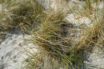 Close up of grass growing in sand dunes