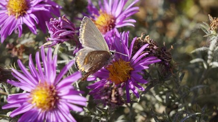 Delicate butterfly surrounded by flowers