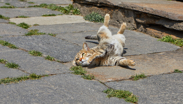 Tabby cat relaxing in front of the entrance to the house .  Tricolor female cat  in estrus calls a  male cat 