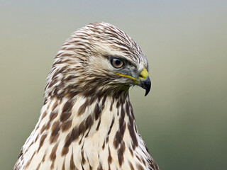 Rough-legged buzzard (Buteo lagopus)