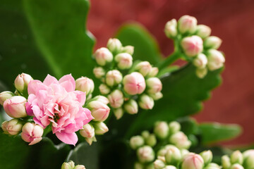 Pink Kalanchoe flower, colorful natural background, selective focus