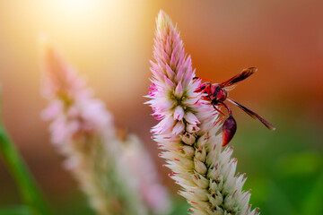 Big red insect eating on purple flower in sunny day. Macro photo of a bug in nature.