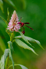 Big red insect eating on purple flower in sunny day. Macro photo of a bug in nature.