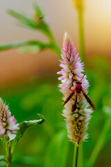 Big red insect eating on purple flower in sunny day. Macro photo of a bug in nature.