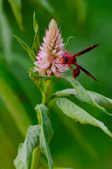 Big red insect eating on purple flower in sunny day. Macro photo of a bug in nature.
